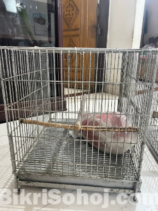 ১টি খাচা (২০*১৭*২০), ট্রে সহ